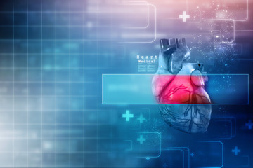 3d illustration anatomy of human heart