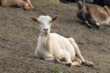 Wall Mural - White goat resting