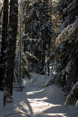 Canvas Print - Ranua zoo in Lapland