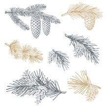 Hand Drawn Set With Pine Cones And Branches. Vector Illustrations