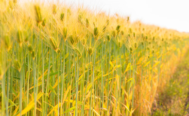  Rye of barley plants harvest and agriculture background