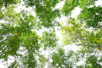 Wall Mural - green crown trees view from below isolated white background. green crown of trees against the sky. v