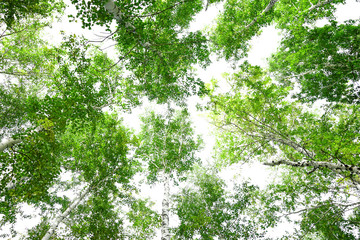 Wall Mural - green crown trees view from below isolated white background. green crown of trees against the sky. v