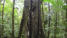 Rising Up The Trunk Of A Rainforest Tree In The Ecuadorian Amazon