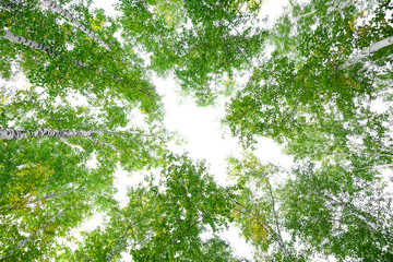 Wall Mural - green crown trees view from below isolated white background. green crown of trees against the sky. v