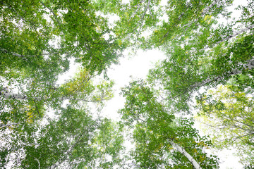 Wall Mural - green crown trees view from below isolated white background. green crown of trees against the sky. v