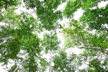 Wall Mural - green crown trees view from below isolated white background. green crown of trees against the sky. v