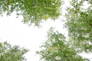 Wall Mural - green crown trees view from below isolated white background. green crown of trees against the sky. v