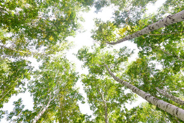 Wall Mural - green crown trees view from below isolated white background. green crown of trees against the sky. v