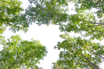 Wall Mural - green crown trees view from below isolated white background. green crown of trees against the sky. v