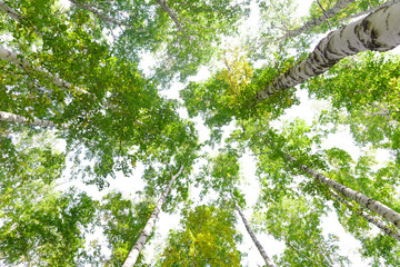 Wall Mural - green crown trees view from below isolated white background. green crown of trees against the sky. v
