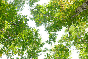 Wall Mural - green crown trees view from below isolated white background. green crown of trees against the sky. v