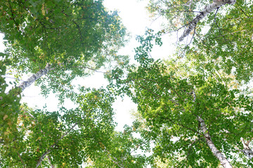 Wall Mural - green crown trees view from below isolated white background. green crown of trees against the sky. v