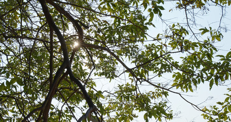 Wall Mural - green tree branch under sunlight