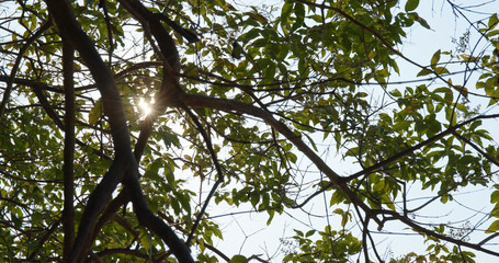 Wall Mural - green tree branch with sunlight ray