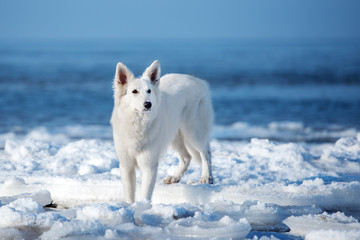 white shepherd dog posing on a beach in winter