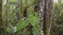 Flying Downwards From Philodendron Leaves On The Trunk Of A Rainforest Tree In T