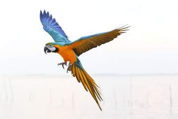 Beautiful parrot flying in the sky, Freedom concept