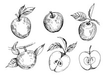 Set Of Sketch Apples. Hand Drawn Illustration Converted To Vector. Isolated On White Background