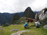 Fototapeta Na ścianę - A couple sitting and staring at a llama in front of ancient Inca town of Machu Picchu with Huayna Picchu Mountain in the background, Ruins of Inca Empire city, Peru