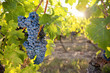 © Thierry RYO - Grappe de raisin noir au soleil dans les vignes en France