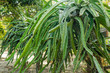 Field of Dragonfruit or pitaya plants
