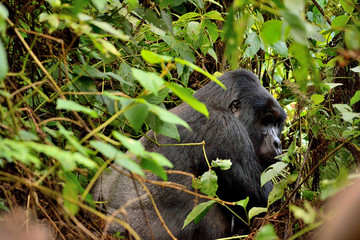 Wall Mural - The huge silverback in Bwindi Impenetrable Forest.