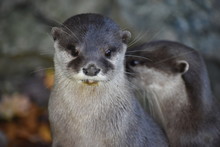 Cute And Adorable Asian Short Clawed Otters At The Zoo