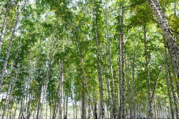 Wall Mural - green summer birch forest background texture