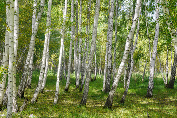 Wall Mural - green summer birch forest background texture