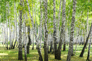 Wall Mural - green summer birch forest background texture