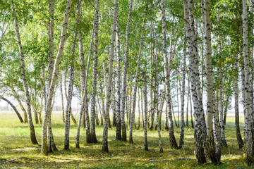 Wall Mural - green summer birch forest background texture