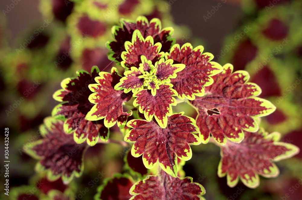 Coleus or Plectranthus scutellarioides or Painted nettle or Coleus blumei  or Solenostemon scutellarioides bushy woody based evergreen perennial  decorative flowering plant with dark red to light green Stock Photo | Adobe  Stock