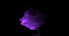 Enchanted Purple Rose In Magical Light With Sparks