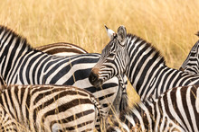 Zebras In Masai Mara Kenya