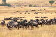 great migration in masai mara