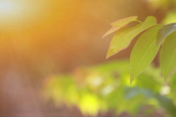 Wall Mural - fresh green nature tree leaves on blurred background in the spring under the morning light,use as ba