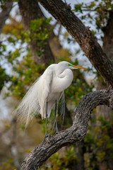 Wall Mural - Great Egret (Ardea alba) in Breeding Plumage, Florida, USA