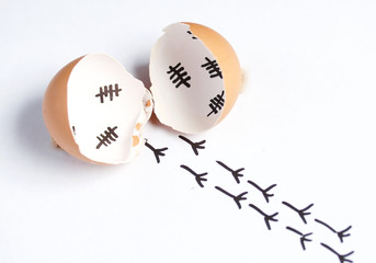 Chopped eggshell. It marks the days past. Traces of chicken are visible from the shell. Chicken hatching. On white background.