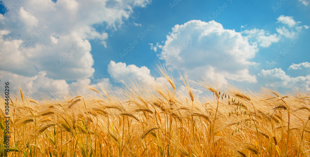 Ripe spikelets of ripe wheat. Closeup spikelets on a wheat field against a blue sky and white clouds. - obrazy, fototapety, plakaty 