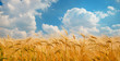 Ripe spikelets of ripe wheat. Closeup spikelets on a wheat field against a blue sky and white clouds.