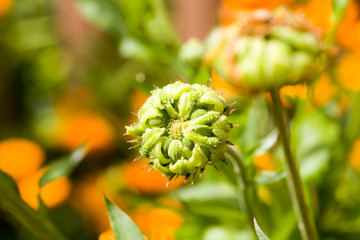 orange calendula flowers