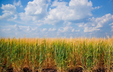 Ripe spikelets of ripe wheat. Closeup spikelets on a wheat field against a blue sky and white clouds.