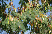 Close-up View Of A Mimosa Tree With Seed Pods On A Warm California Autumn Day