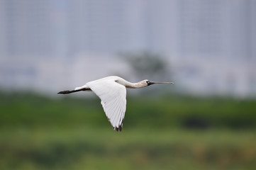 Wall Mural - Black-faced Spoonbill in Mai Po Nature Reserve, Hong Kong (Formal Name: Platalea minor)