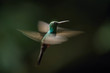 Chalybura urochrysia, Bronze-tailed plumeleteer The Hummingbird is hovering in the dark of the rain forest. Dark background...