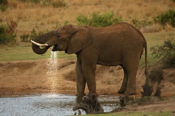 African bush elephant (Loxodonta africana) drinking water from the lake.