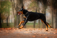 Doberman Lovely Dog ​​magical Portrait Fun Walk In Autumn Park
