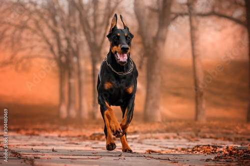 doberman lovely dog magical portrait fun walk in autumn park Poster Mural XXL