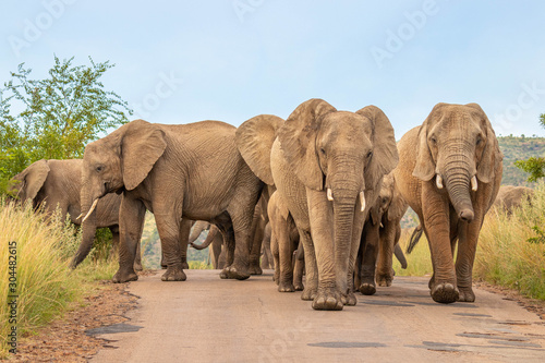 Plakaty słoń  stado-sloni-loxodonta-africana-idace-droga-w-kierunku-kamery-pilanesberg
